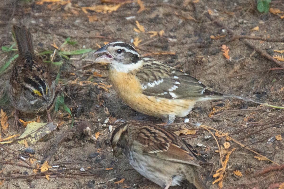 Picogrueso Cabecinegro - ML315081321