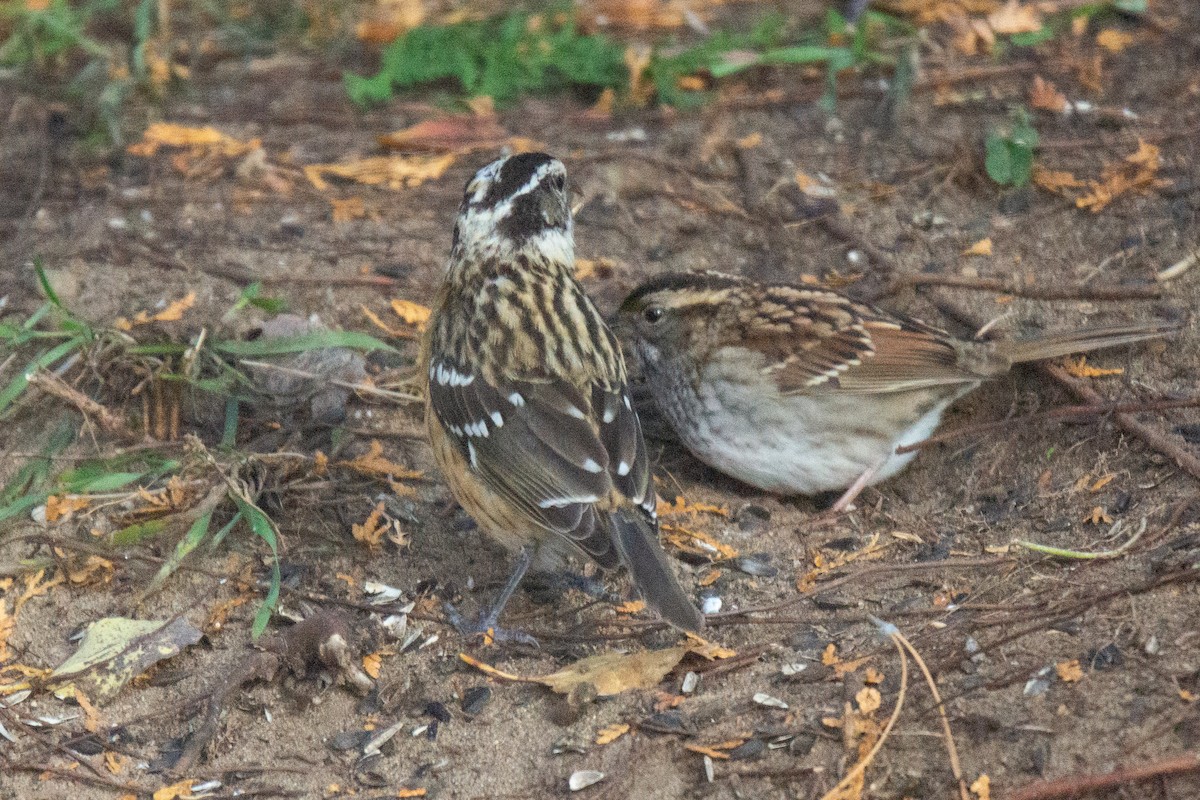 Black-headed Grosbeak - ML315081371