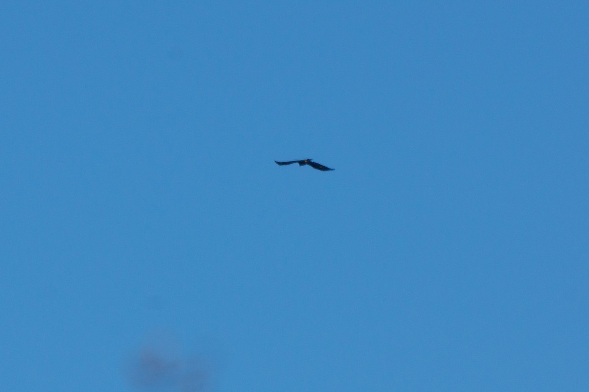 Golden Eagle - ML315081501