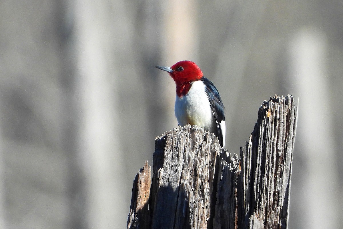 Red-headed Woodpecker - ML315081661