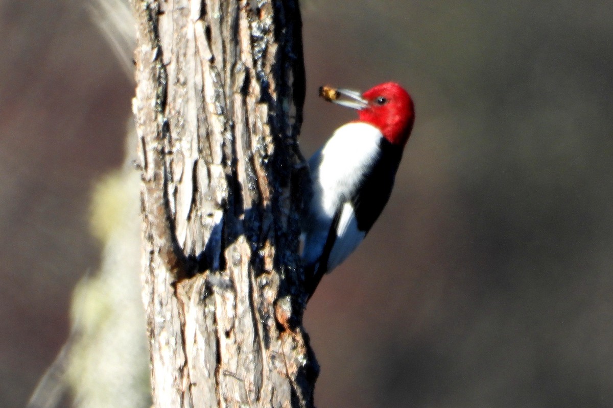 Red-headed Woodpecker - ML315081671