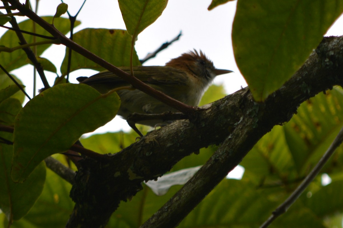 Rostnackenvireo - ML31508181