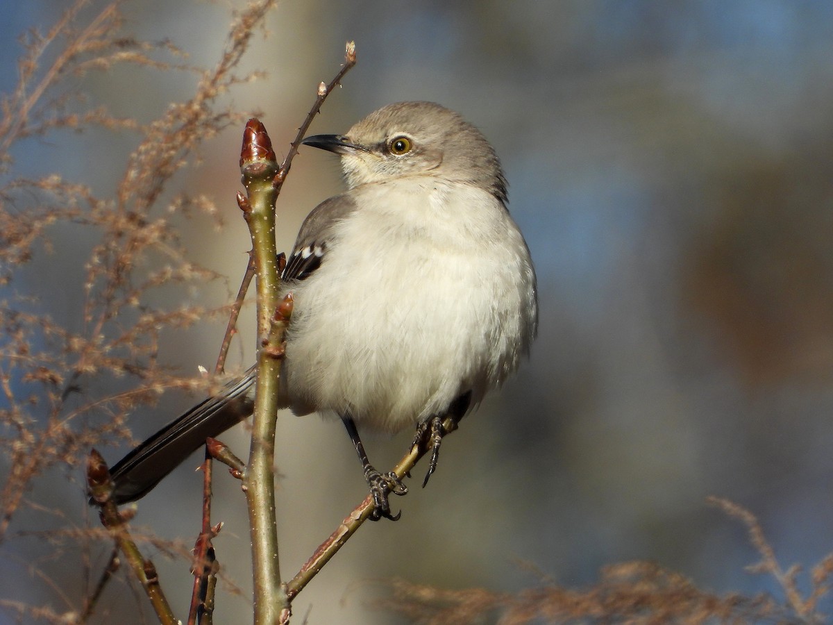 Northern Mockingbird - ML315081841