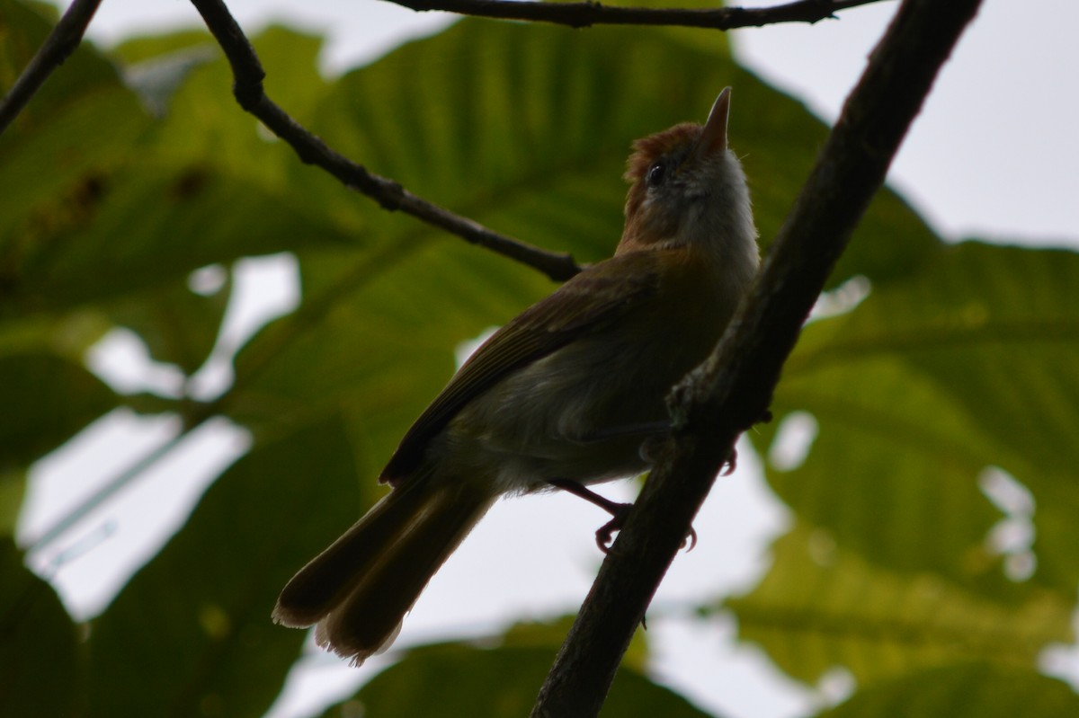 Rufous-naped Greenlet - CARLOS ARIEL LOPEZ ZULETA