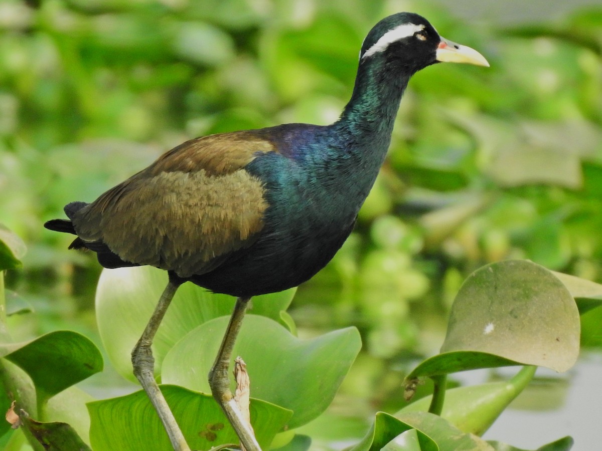 Bronze-winged Jacana - ML315081941