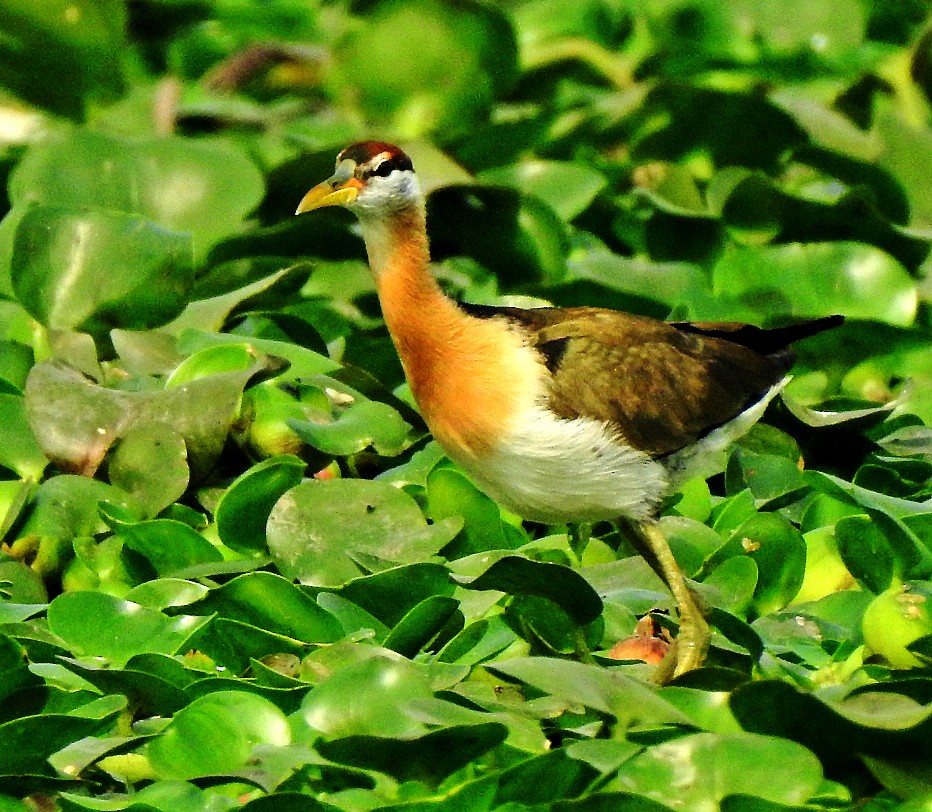 Bronze-winged Jacana - ML315082021