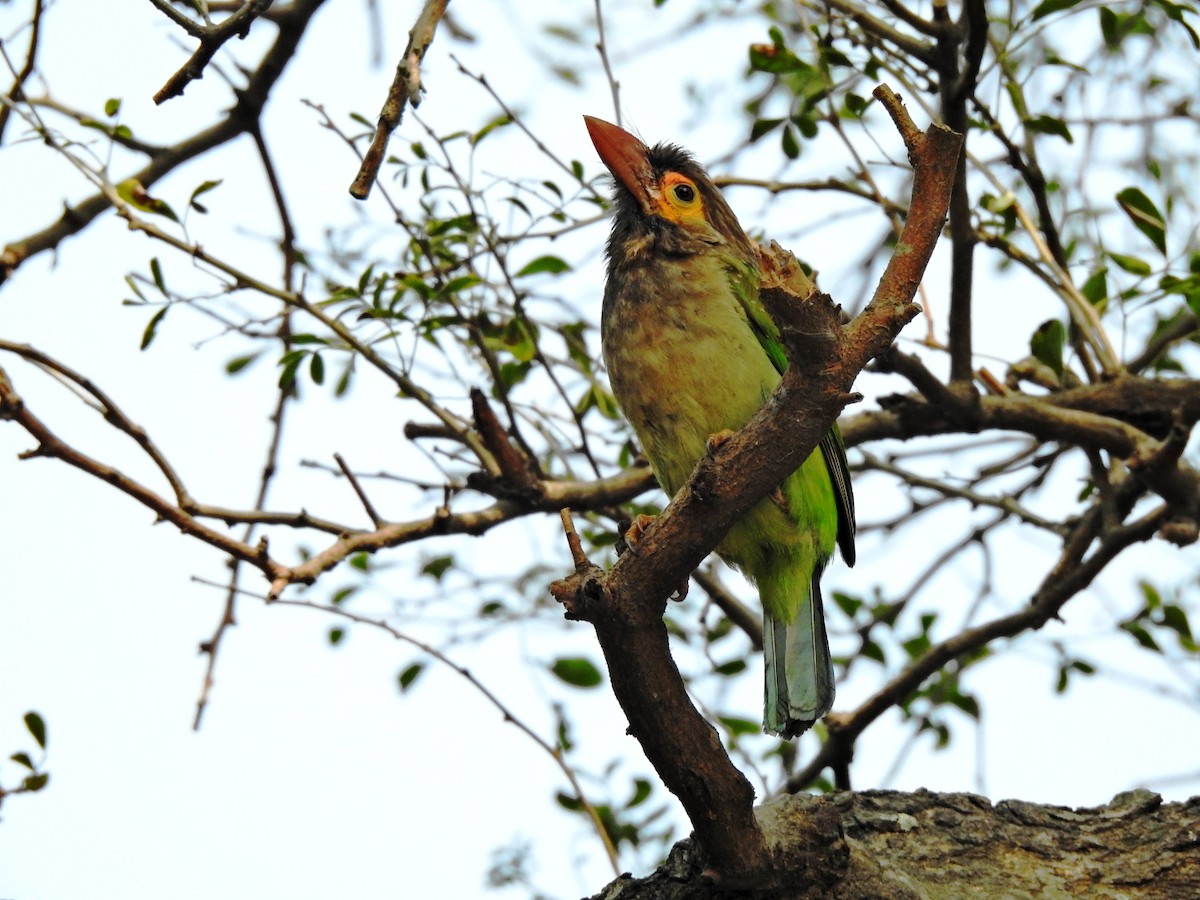 Brown-headed Barbet - ML315082161