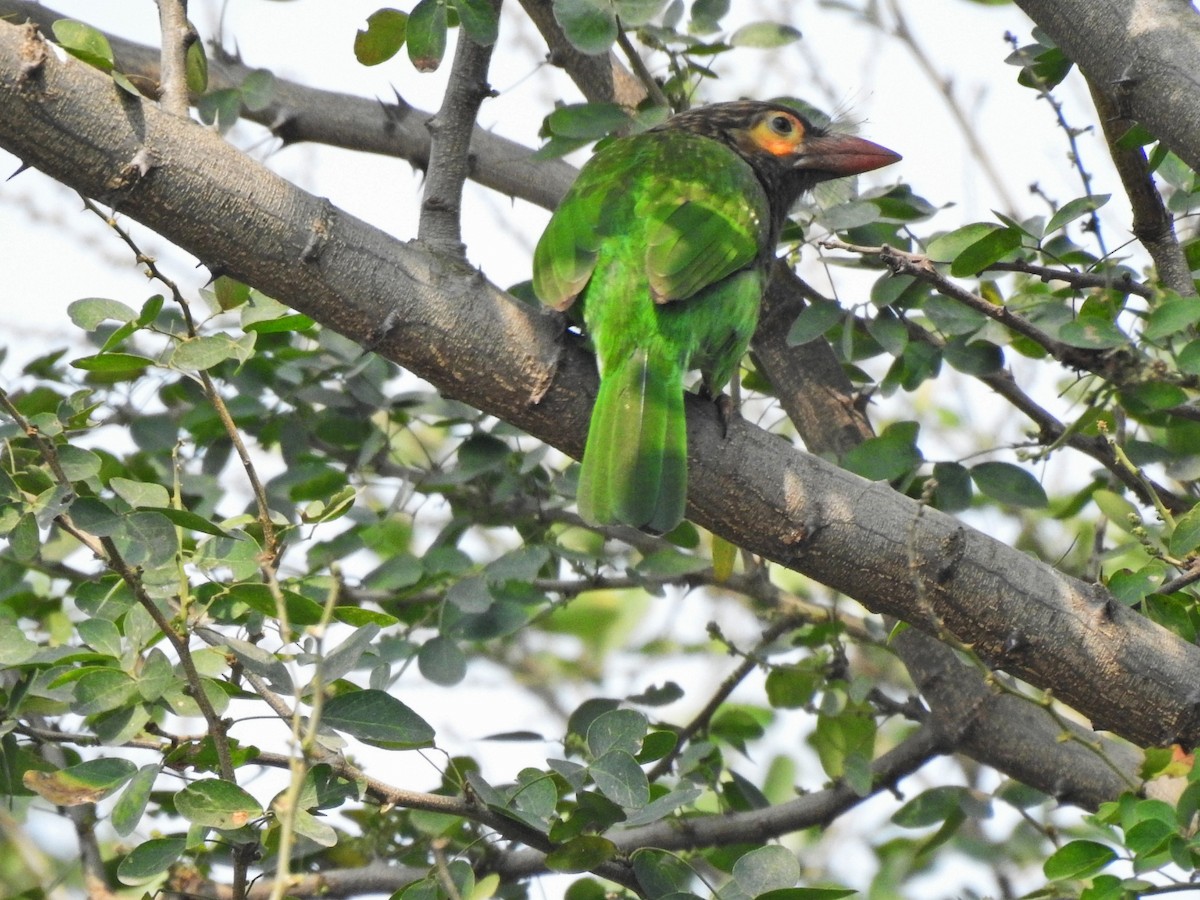 Brown-headed Barbet - ML315082201
