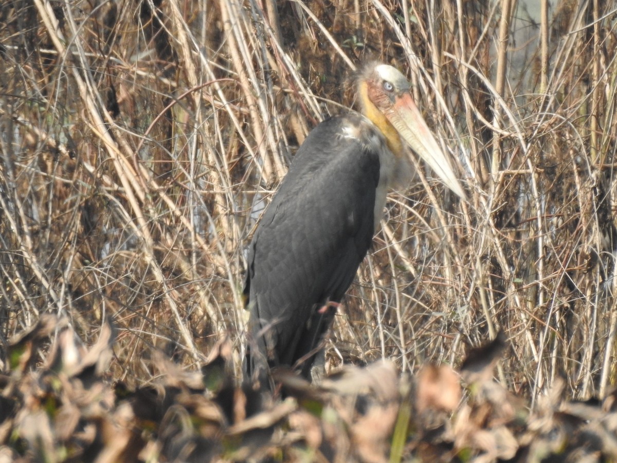 Lesser Adjutant - ML315082831