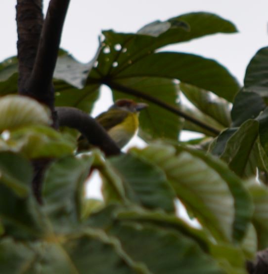 Rufous-browed Peppershrike - CARLOS ARIEL LOPEZ ZULETA