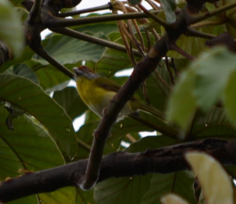 Rufous-browed Peppershrike - ML31508321