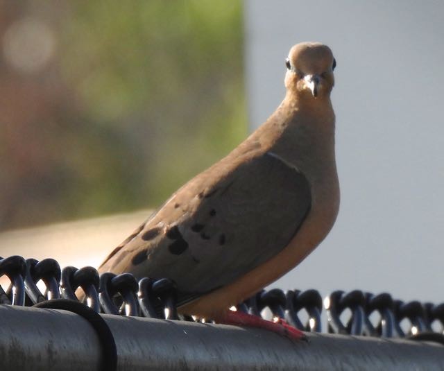 Mourning Dove - ML315083291