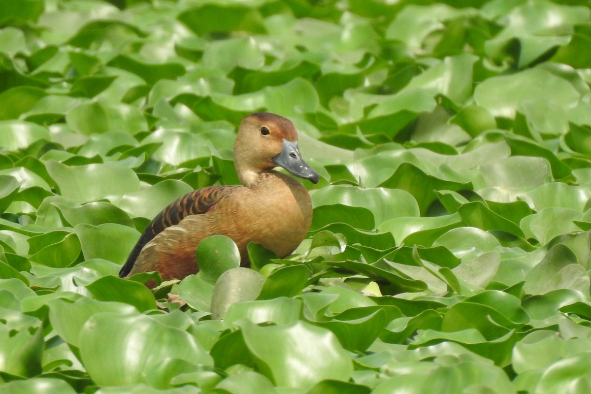 Ruddy Shelduck - ML315084641