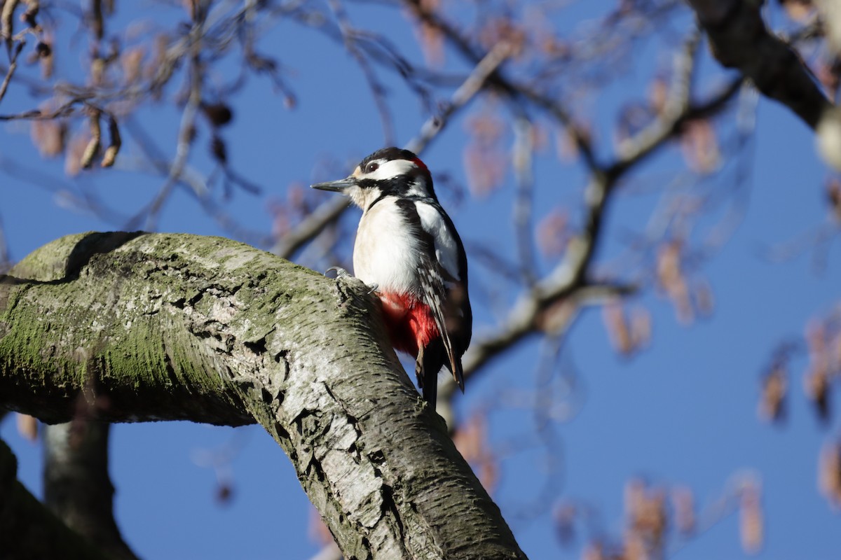 Great Spotted Woodpecker - ML315085621