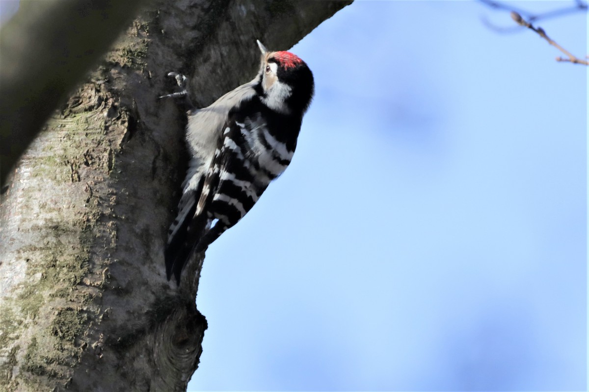 Lesser Spotted Woodpecker - ML315085761