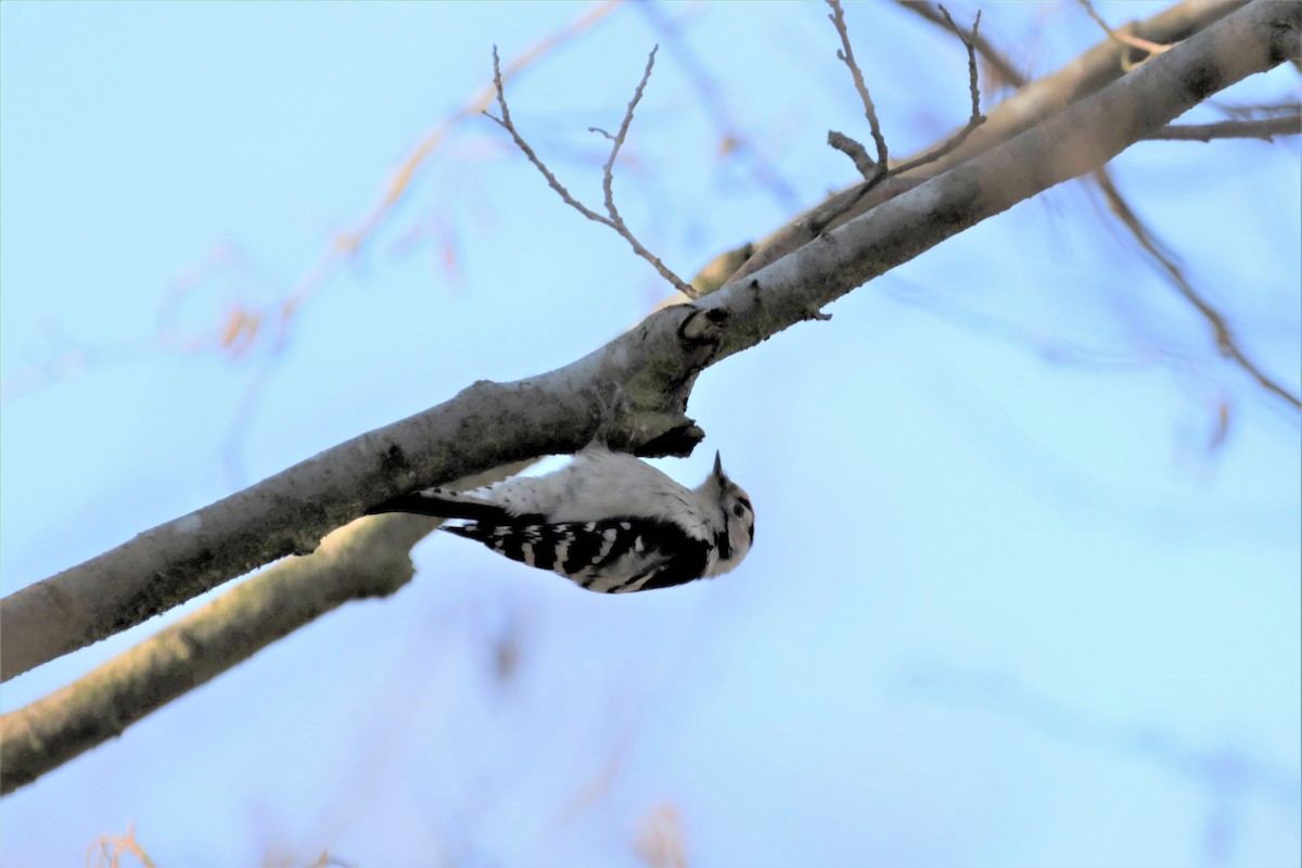 Lesser Spotted Woodpecker - ML315085851
