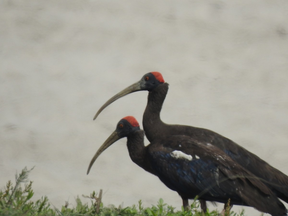 Red-naped Ibis - ML315086381