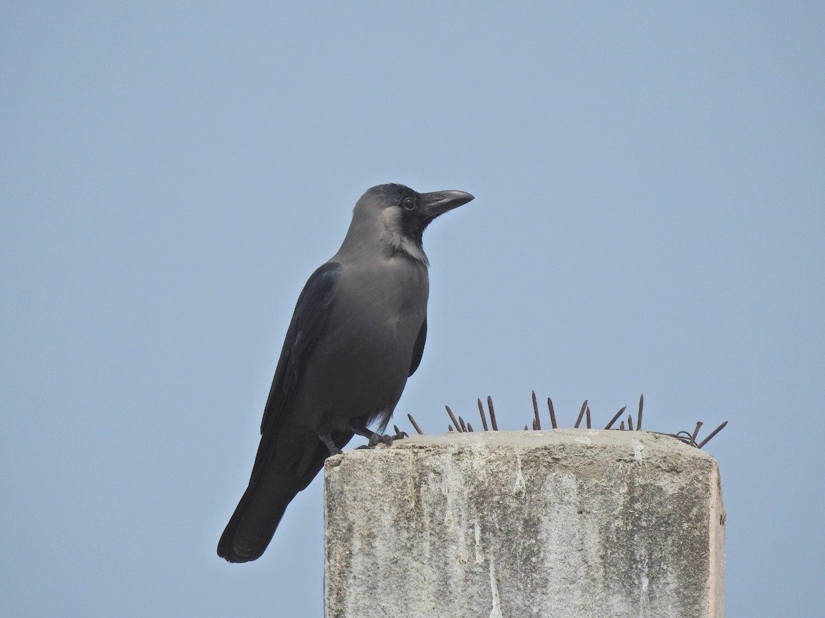 House Crow - ML315087171