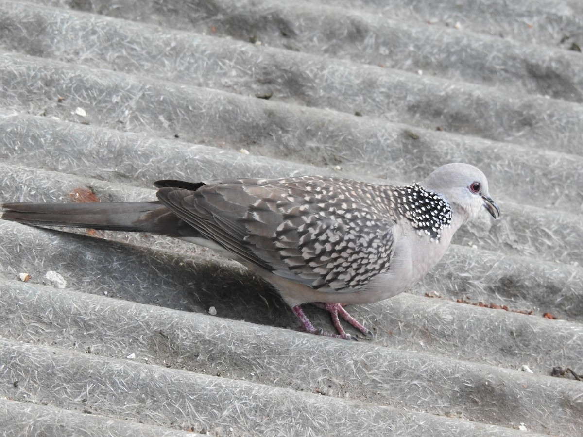 Spotted Dove - ML315087521