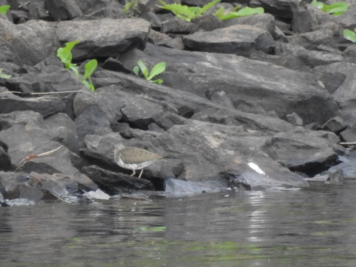 Spotted Sandpiper - Jean W. Côté