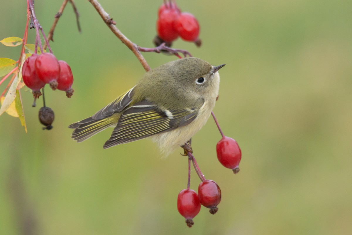 Ruby-crowned Kinglet - ML315088951