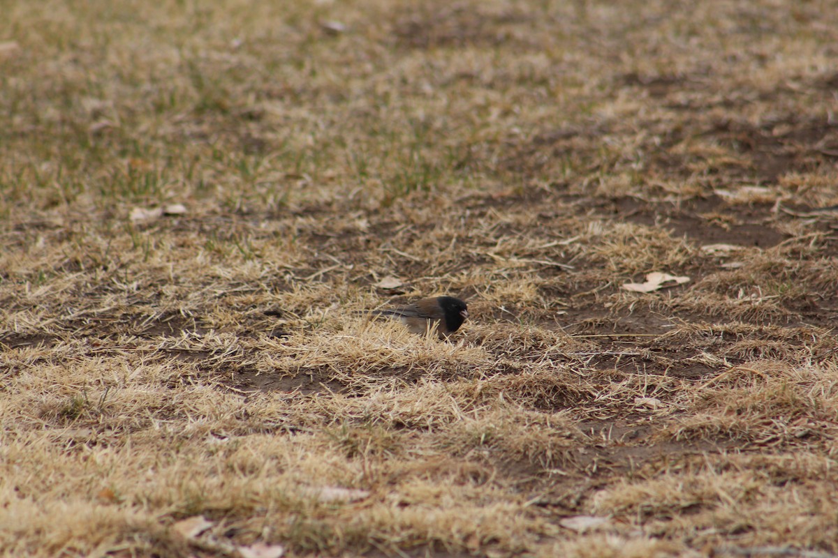 Dark-eyed Junco (Oregon) - ML315089951