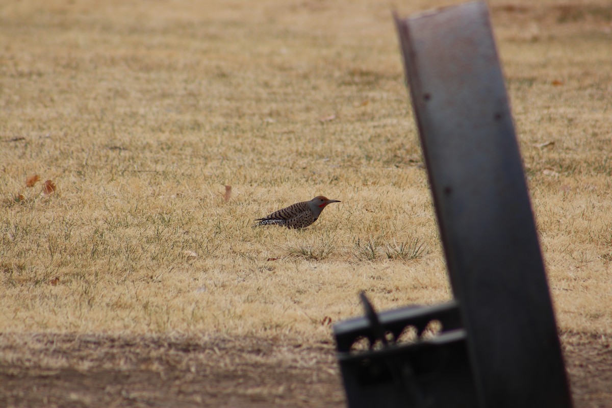 Northern Flicker (Yellow-shafted x Red-shafted) - Ben Johnson