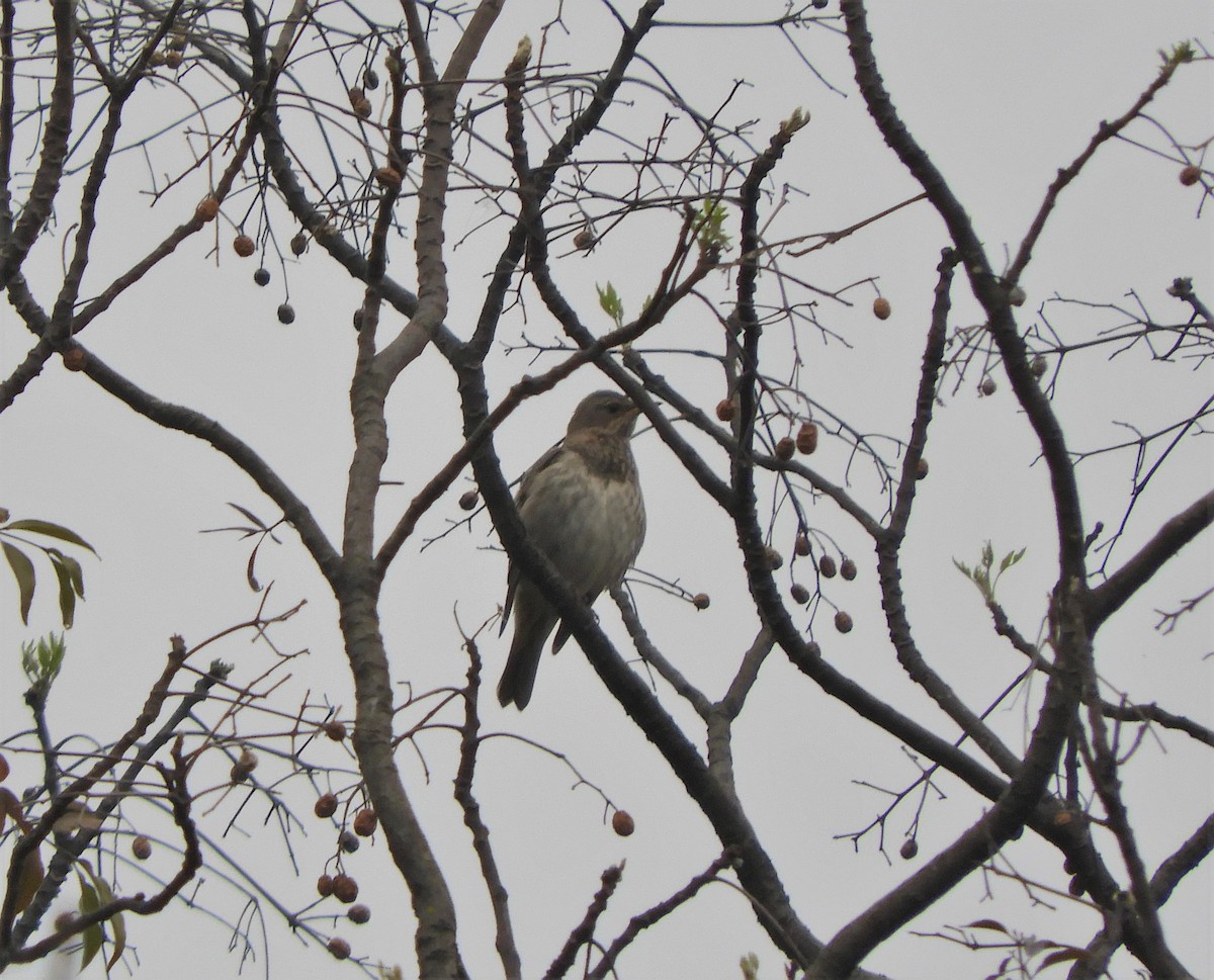 Black-throated Thrush - ML315090851