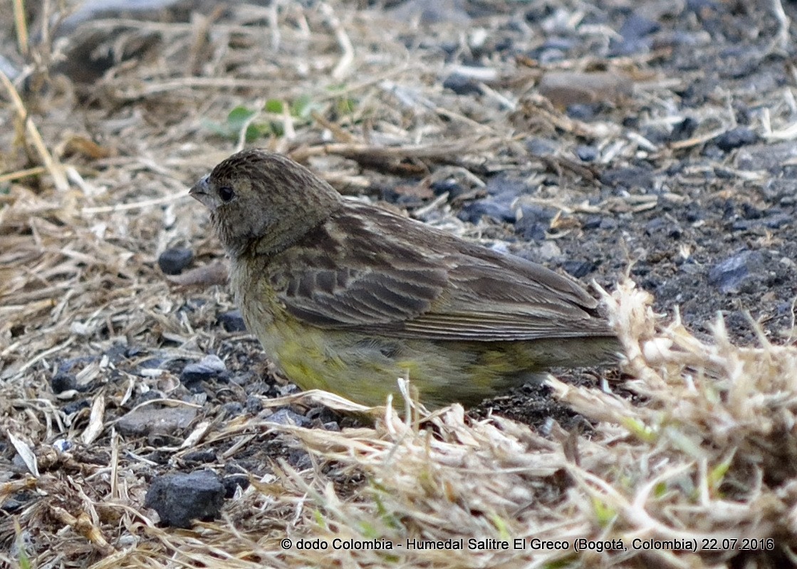 Grassland Yellow-Finch (Montane) - ML31509121