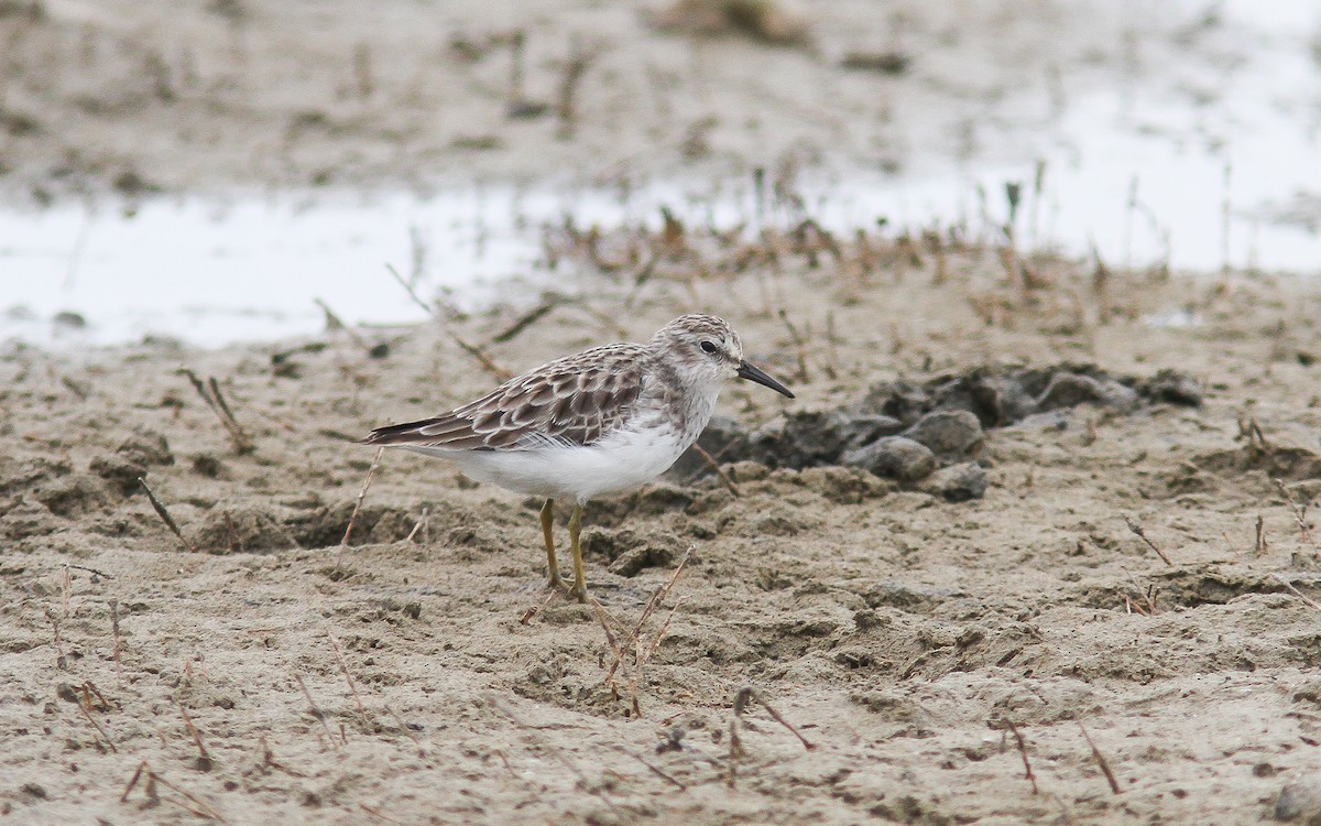 Least Sandpiper - ML315092971