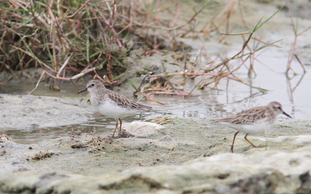 Least Sandpiper - ML315092981