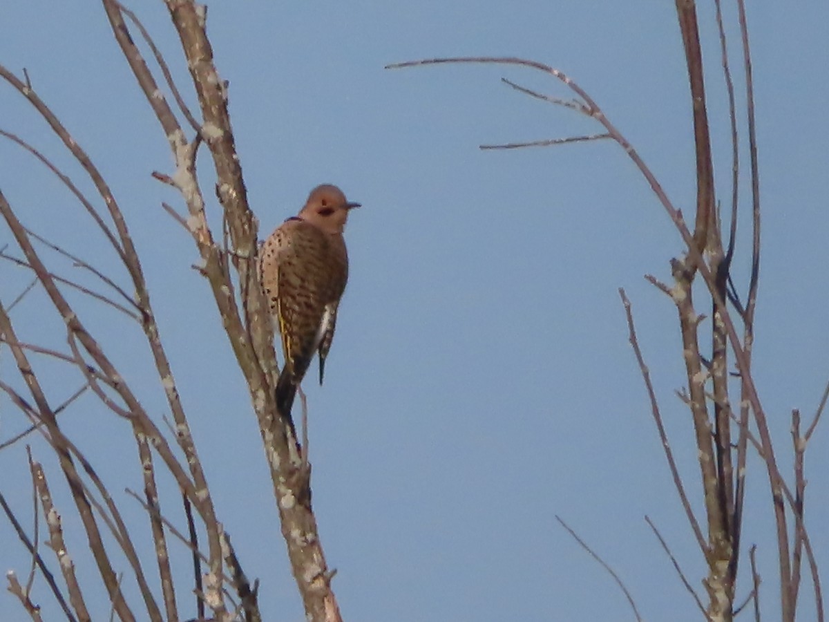 Northern Flicker - ML315096021