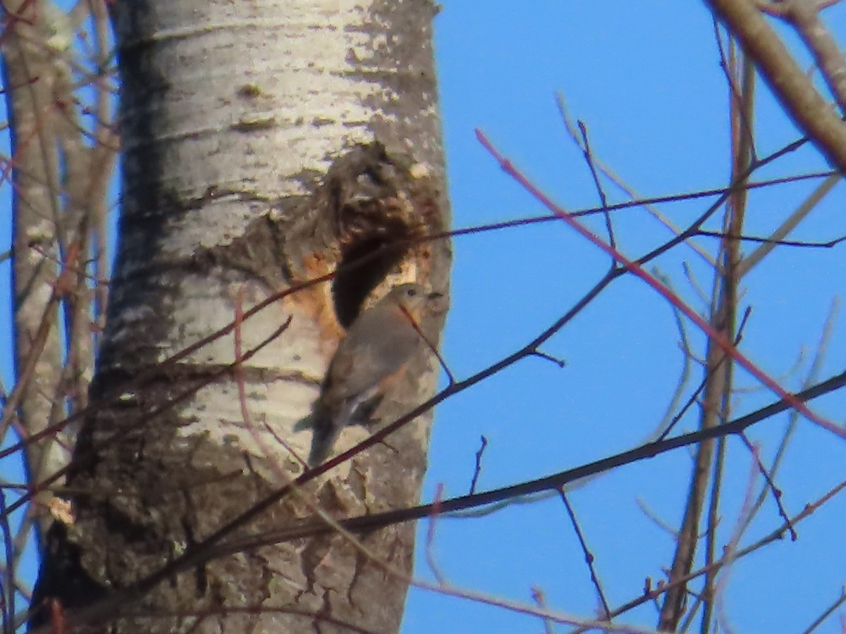 Eastern Bluebird - ML315096151