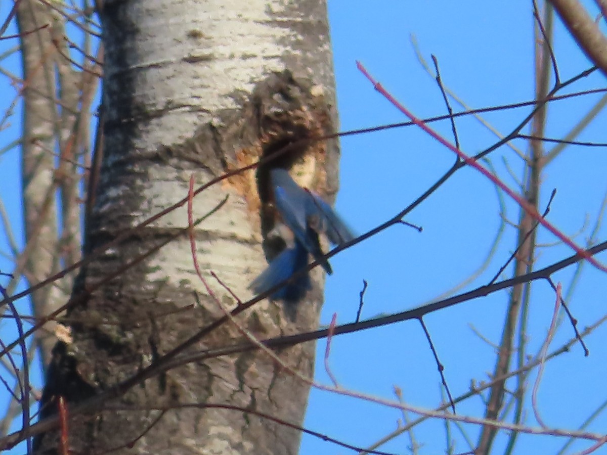 Eastern Bluebird - ML315096161