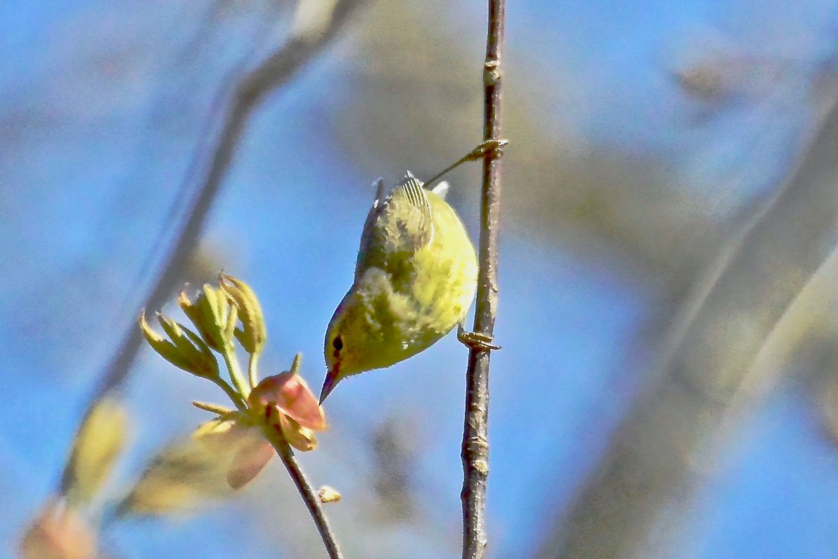 Orange-crowned Warbler - ML315097421