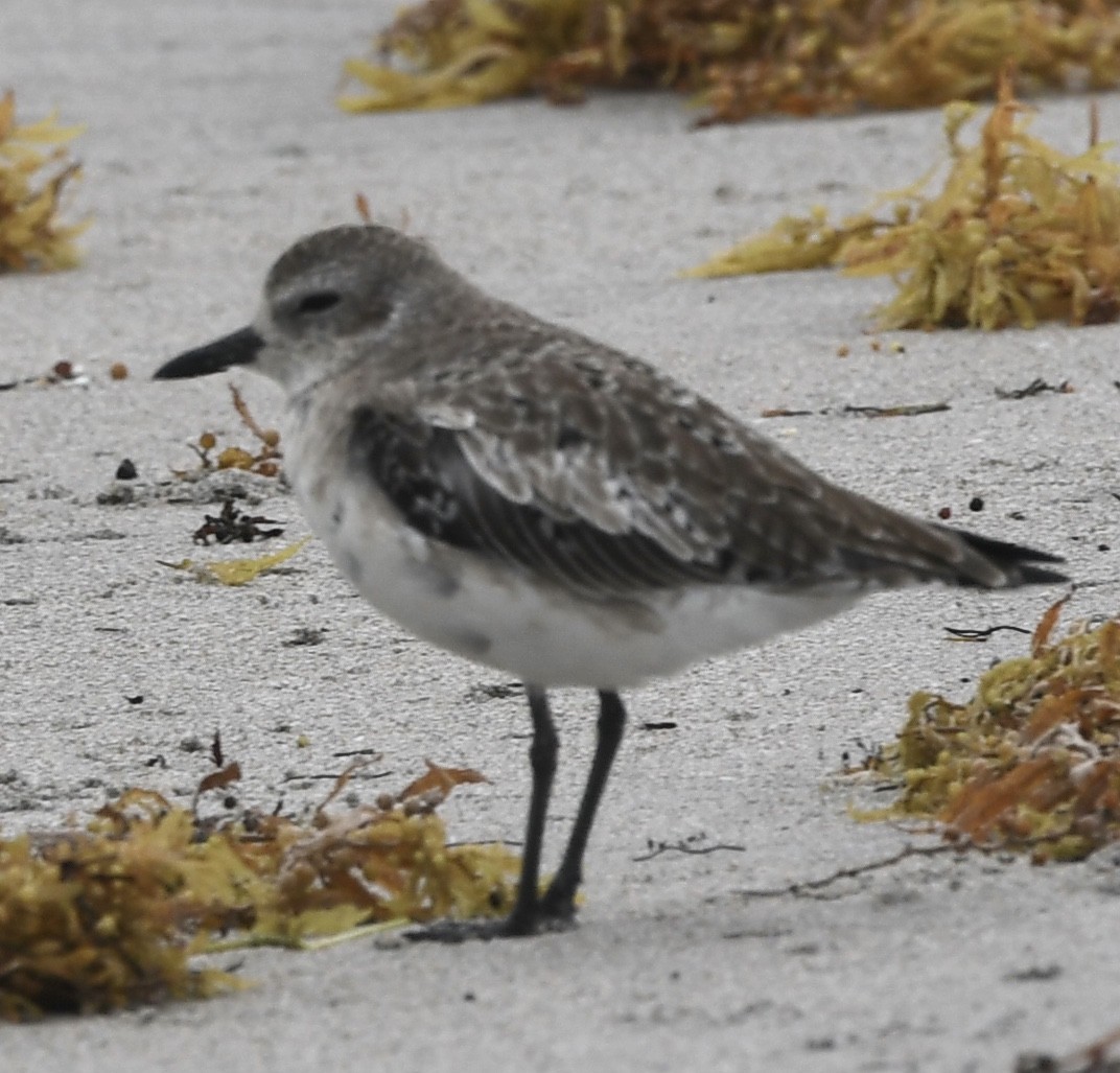 tundralo - ML315097521