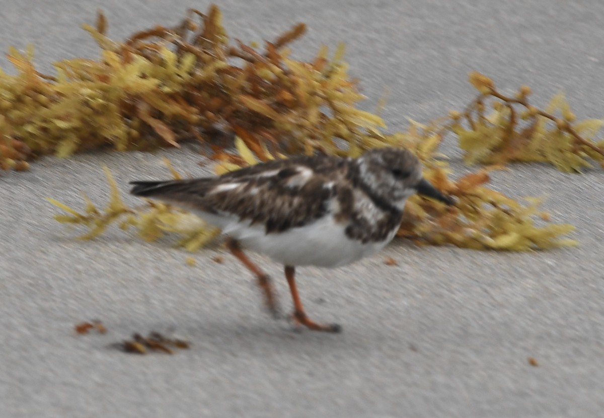 steinvender - ML315097571