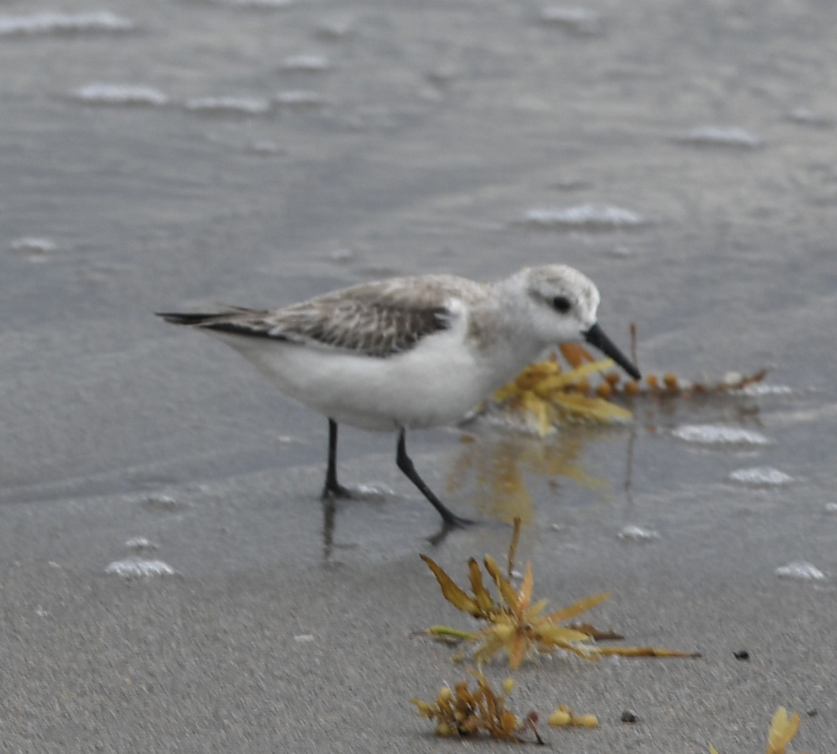 sandløper - ML315097661