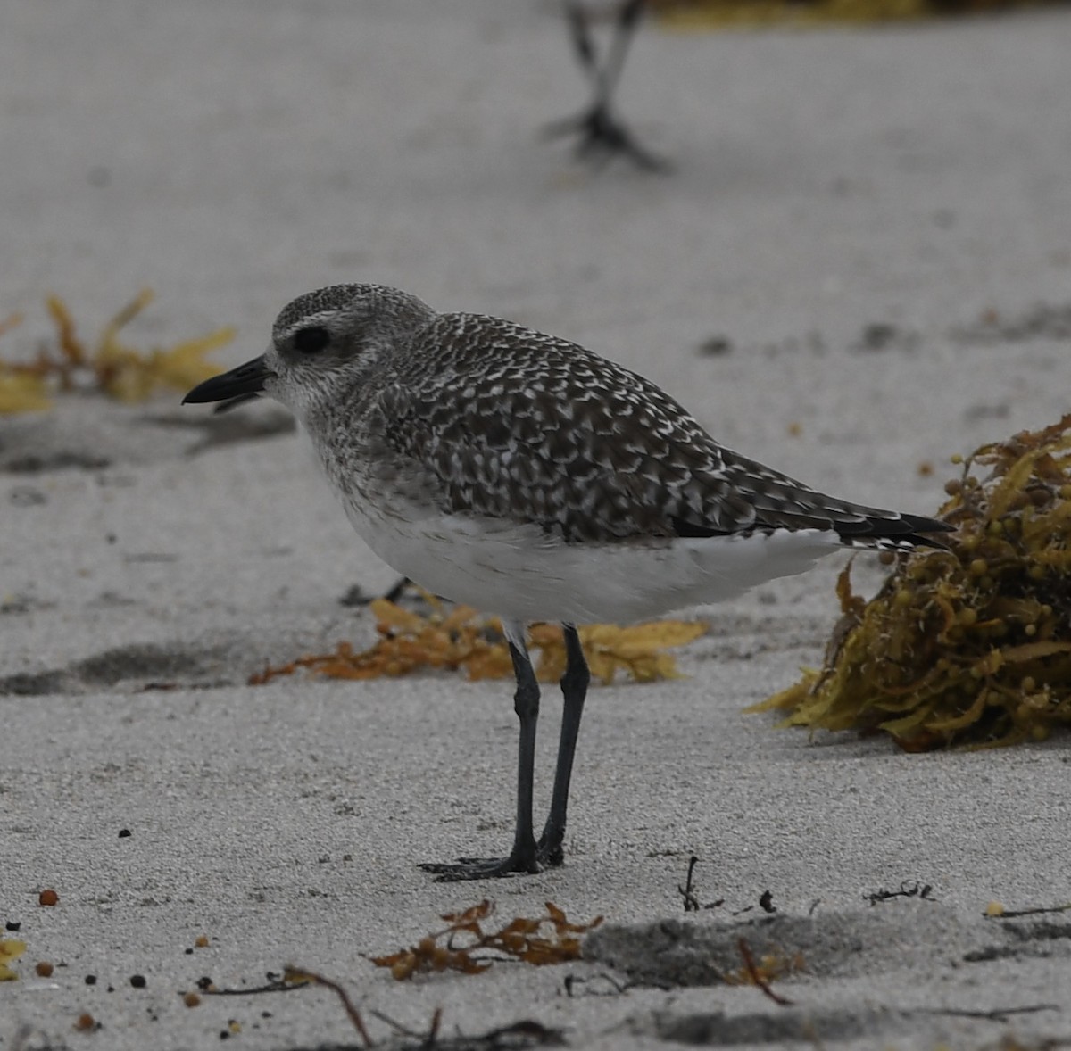 Black-bellied Plover - ML315098971