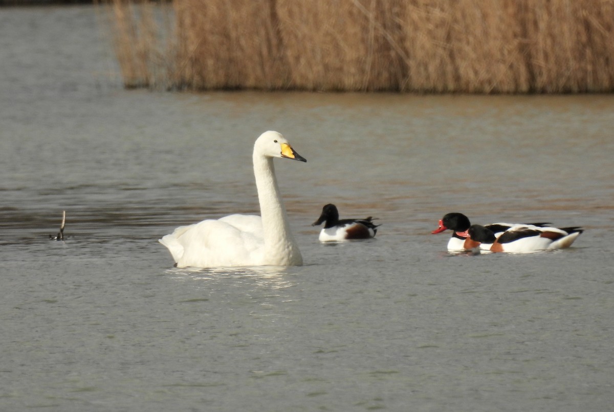 Whooper Swan - Greg Baker