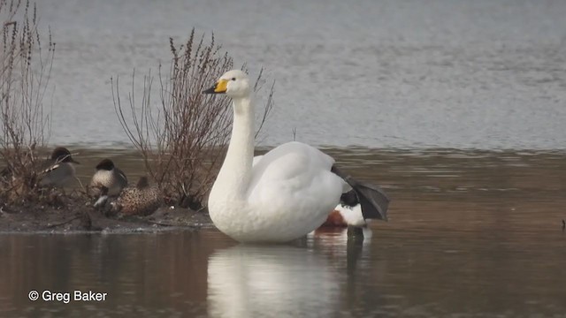 Whooper Swan - ML315099251