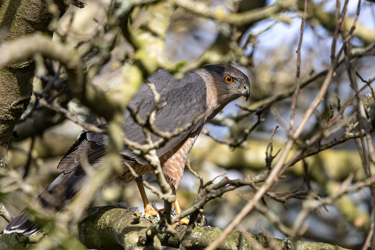 Cooper's Hawk - David Badke