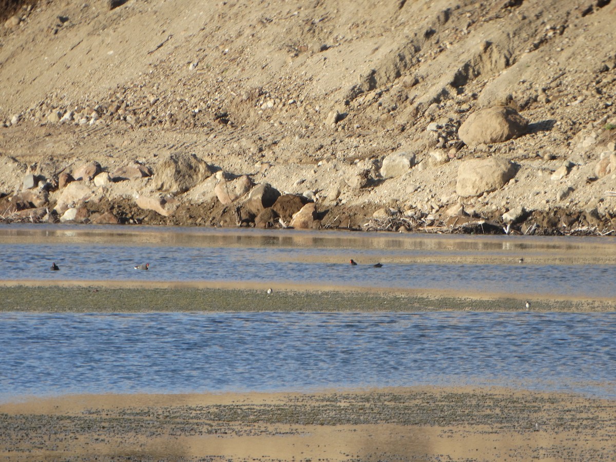 Common Gallinule - ML315101781