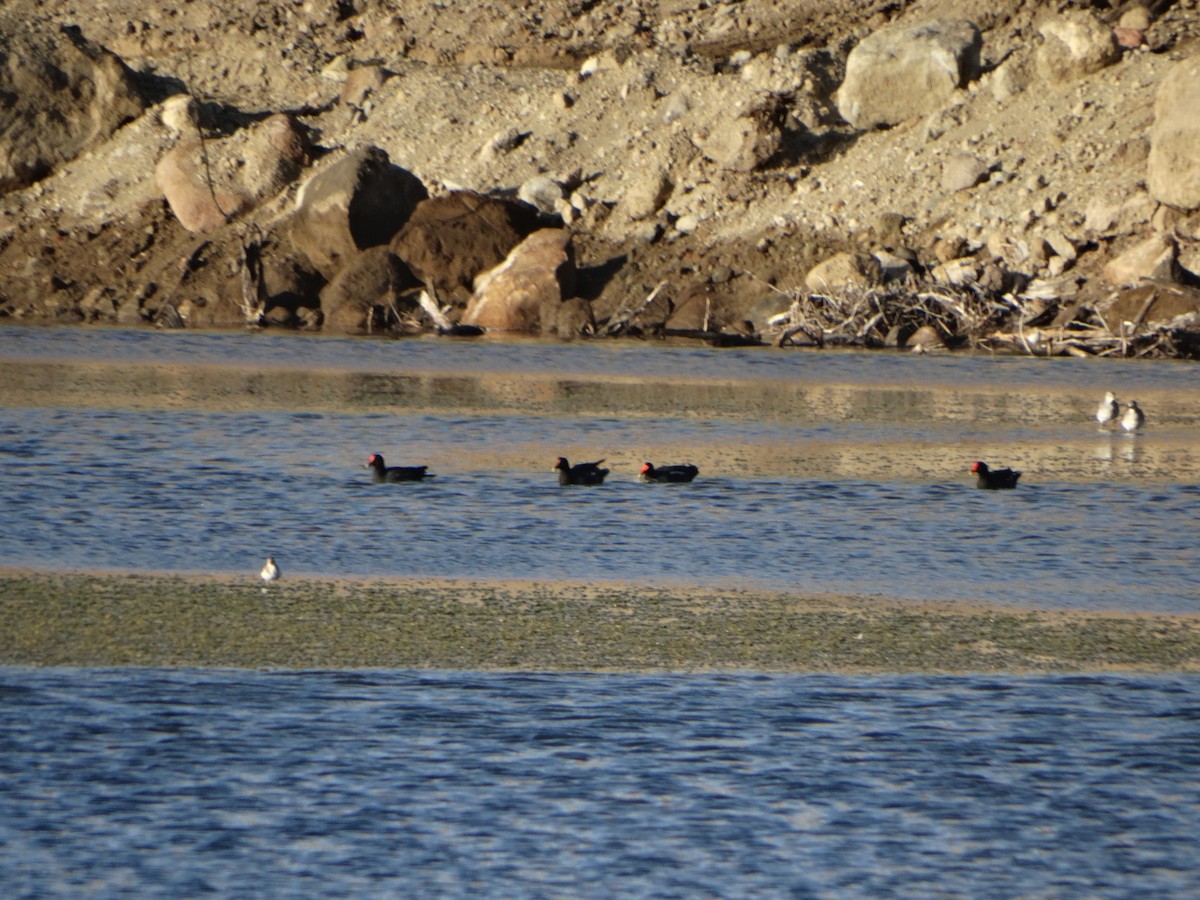 Gallinule d'Amérique - ML315101881