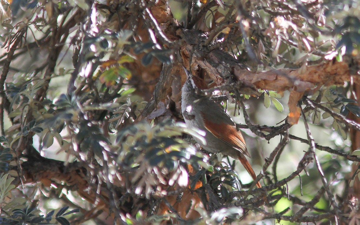 Line-cheeked Spinetail (Line-cheeked) - ML315101921