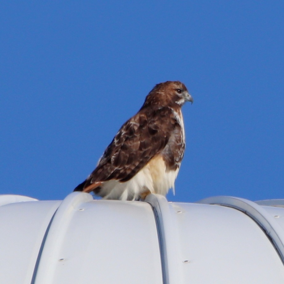 Red-tailed Hawk - ML315103521
