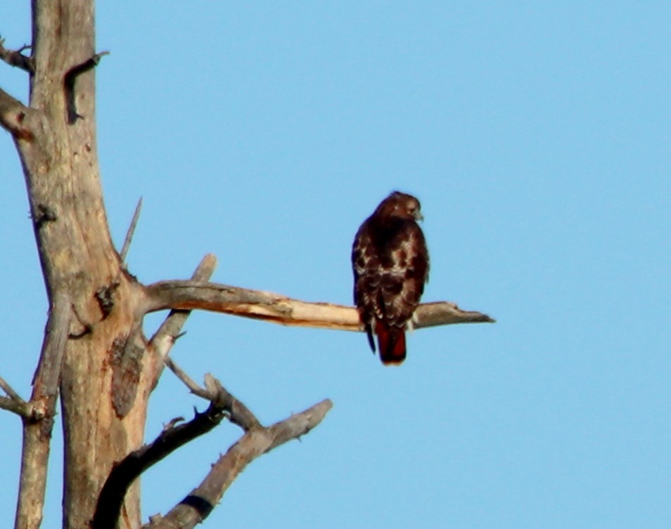 Red-tailed Hawk - ML315103561