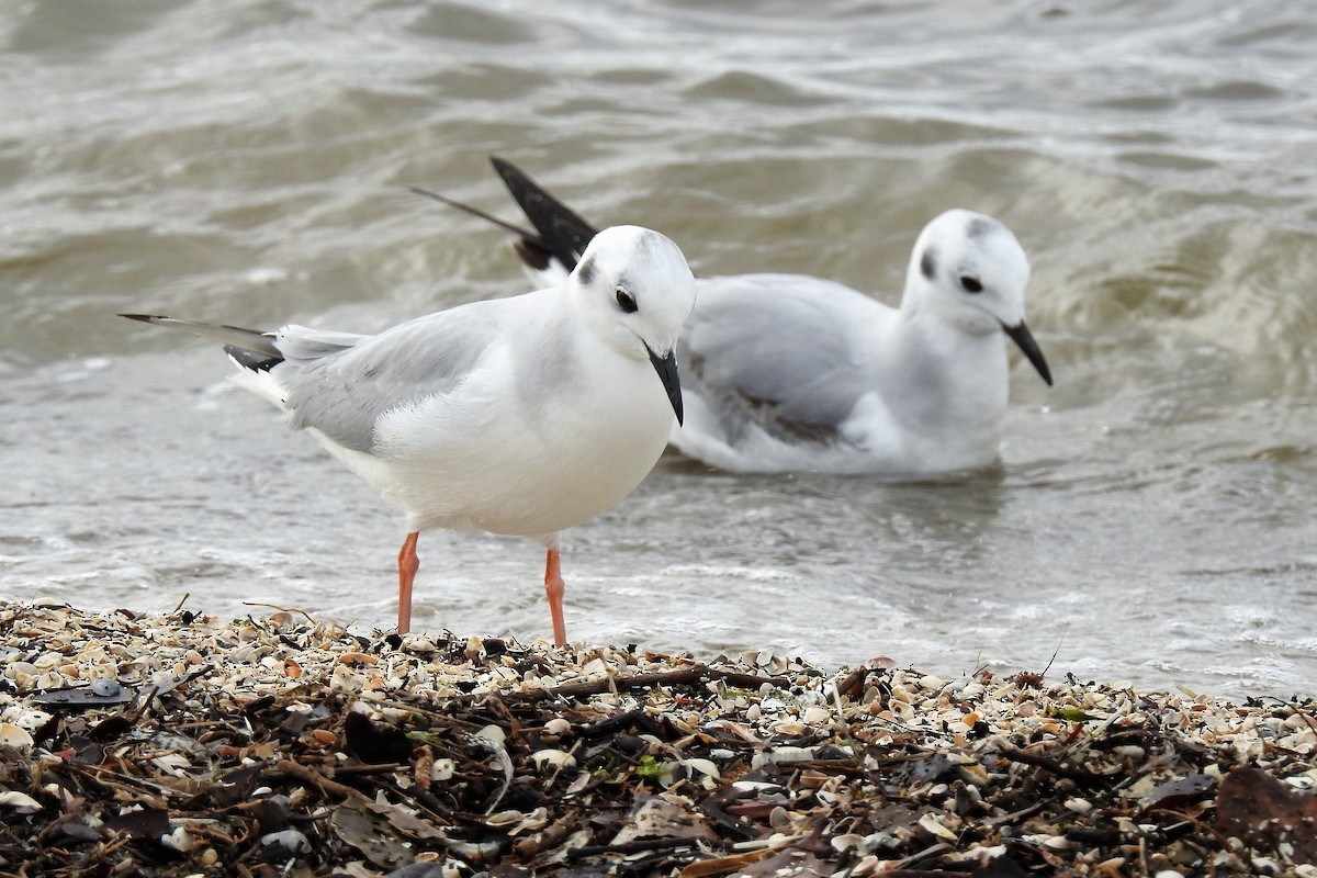 Bonaparte's Gull - ML315103611