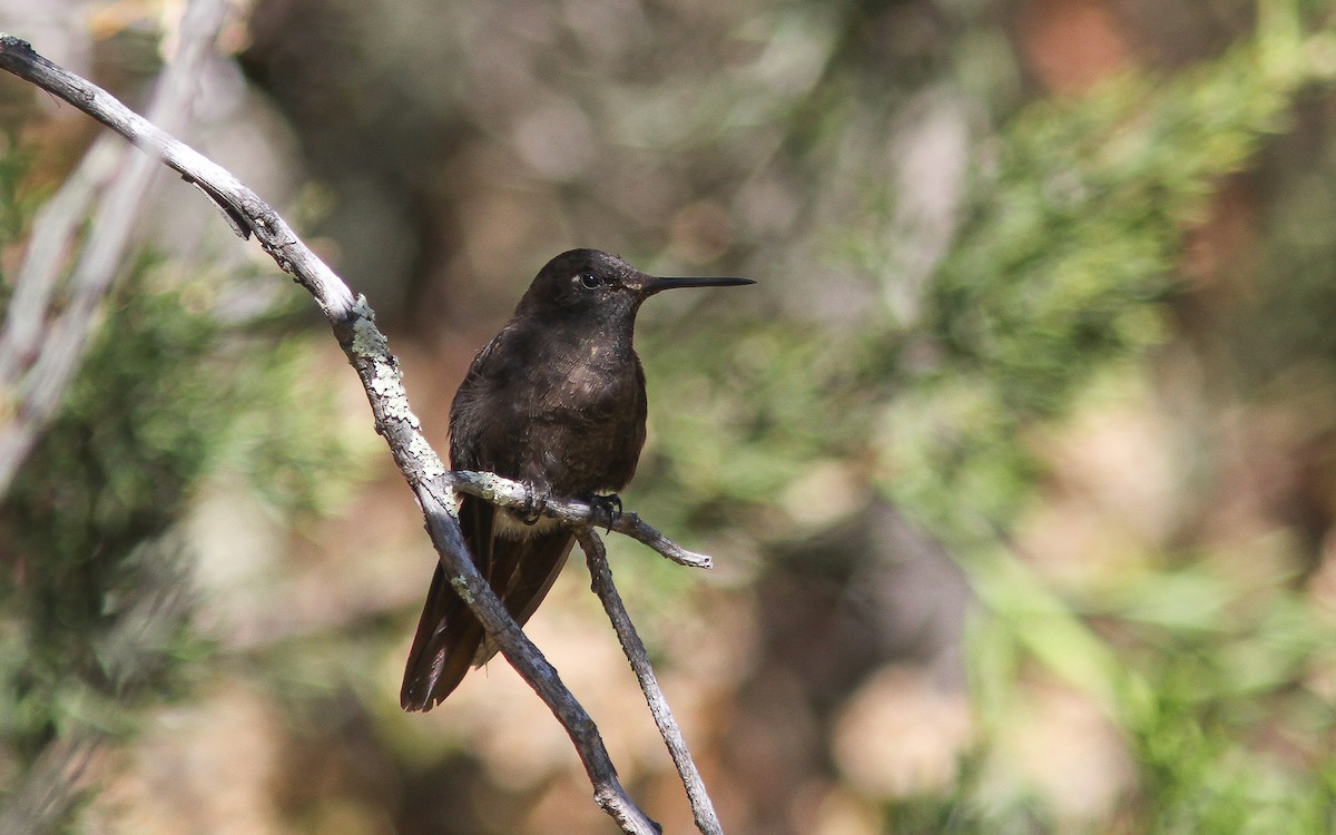 Black Metaltail - ML315104731