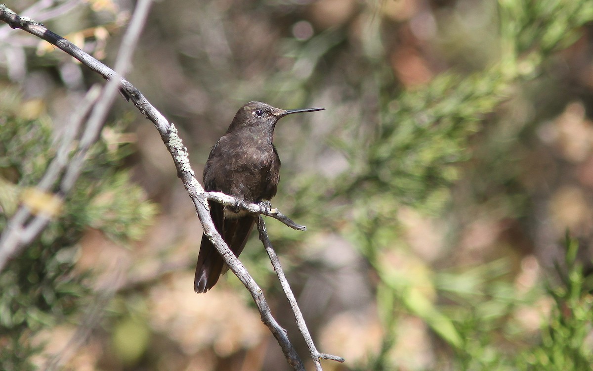 Black Metaltail - ML315104741